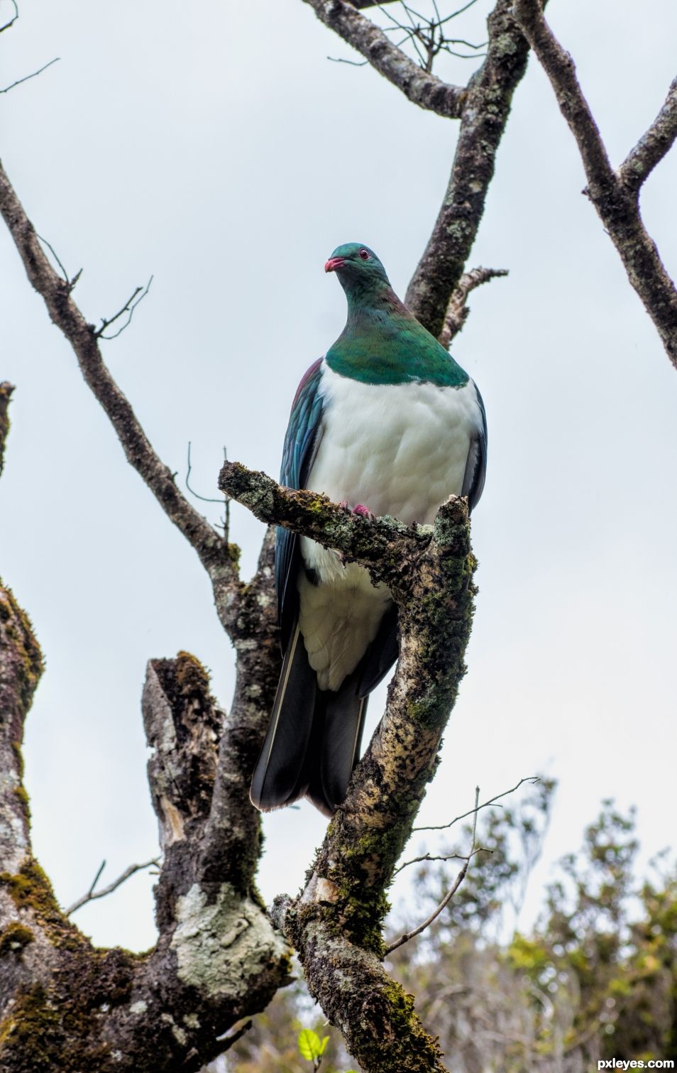 Kereru, Wood Pigeon