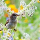 birds 4 photography contest