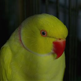 YellowBird