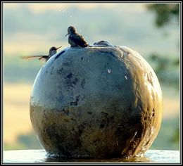 Bird Spa Rendezvous