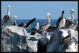 Rocky Roost