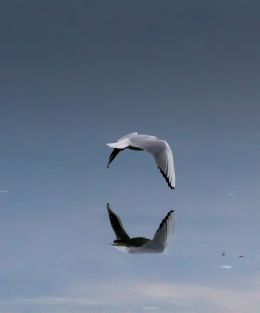 Flying over the lake