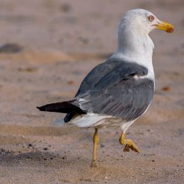 BeachSupervisor