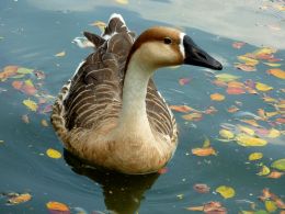 in the pond