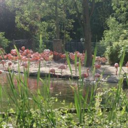 Flamingos