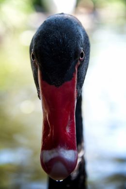 angry swan