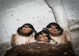 Swallows nest