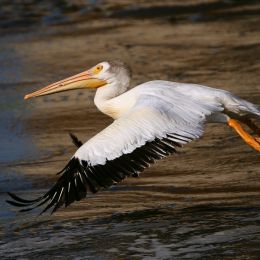 RiverPelican