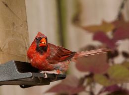 Cardinal