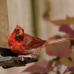 Cardinal