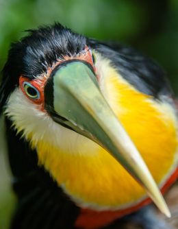 Toucan