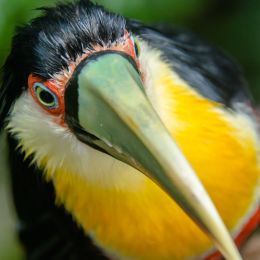 Toucan