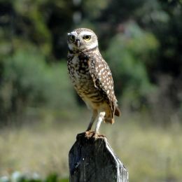 BurrowingOwl