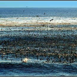 Birdocalypse