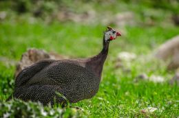 Guinea Fowl