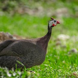 GuineaFowl