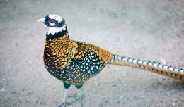 Pheasant