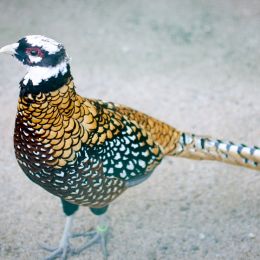 Pheasant