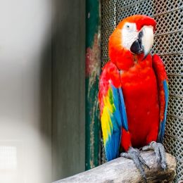 Macaw