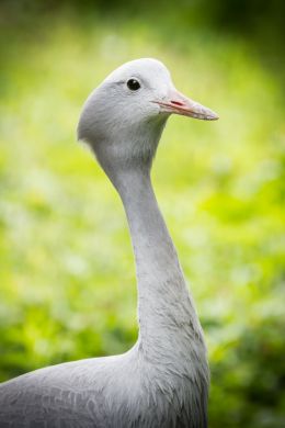 Bird portrait