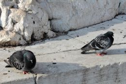 Venice pigeons
