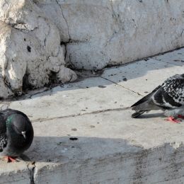 Venicepigeons