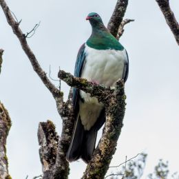 KereruWoodPigeon