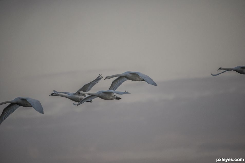 Flight of the Swans