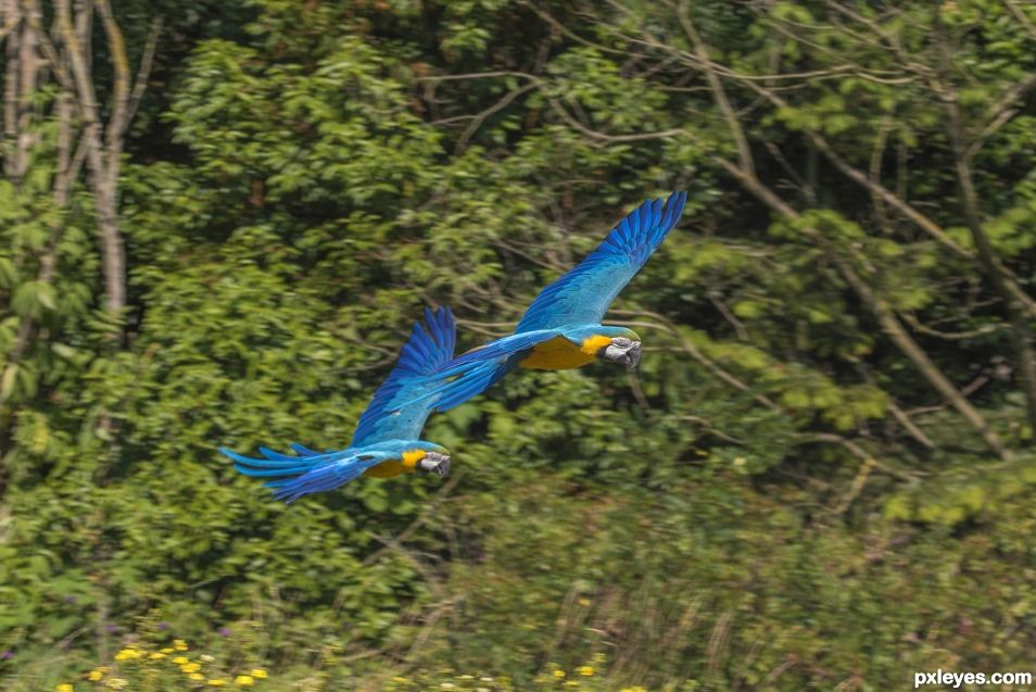 Macaw