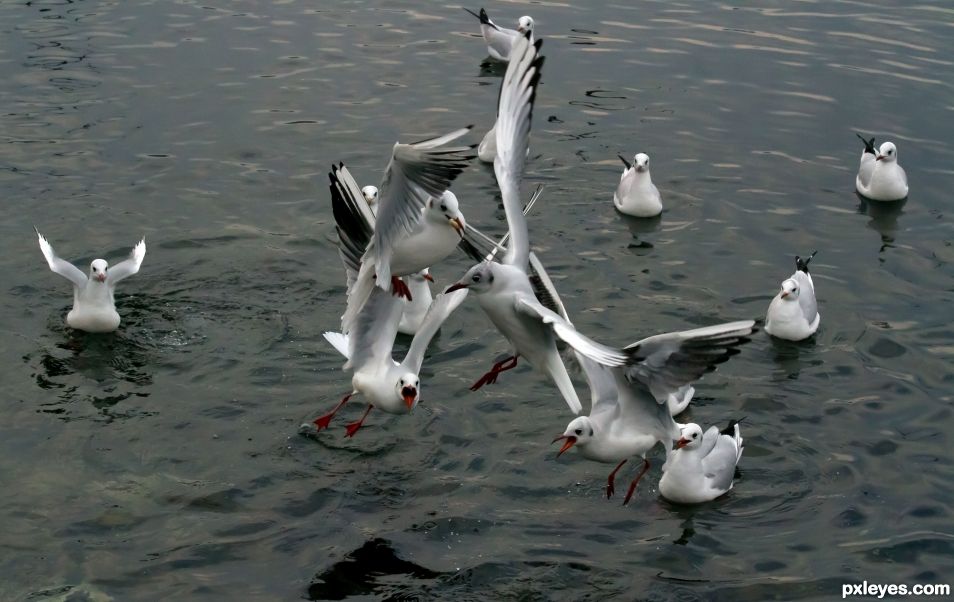 Feeding frenzy