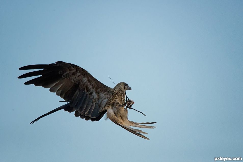 Black Kite