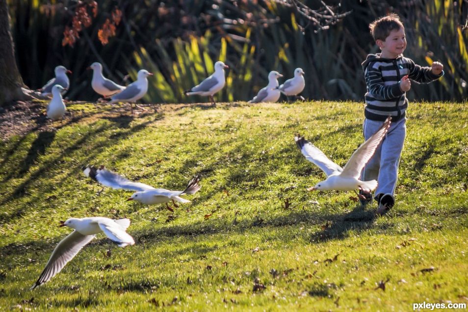 chasing gulls