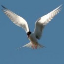birds in flight photography contest