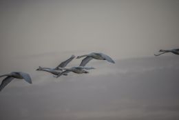 Flight of the Swans