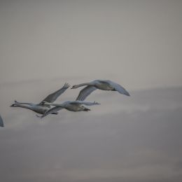 FlightoftheSwans