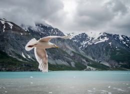 Glacier Bay Flyby