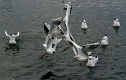 Feeding frenzy