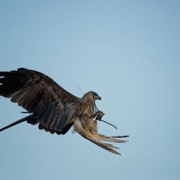 BlackKite