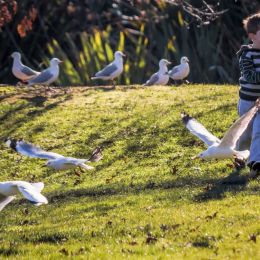 chasinggulls