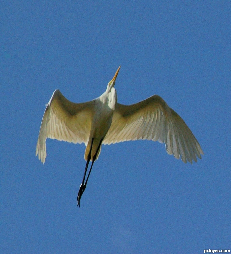 Great White in flight