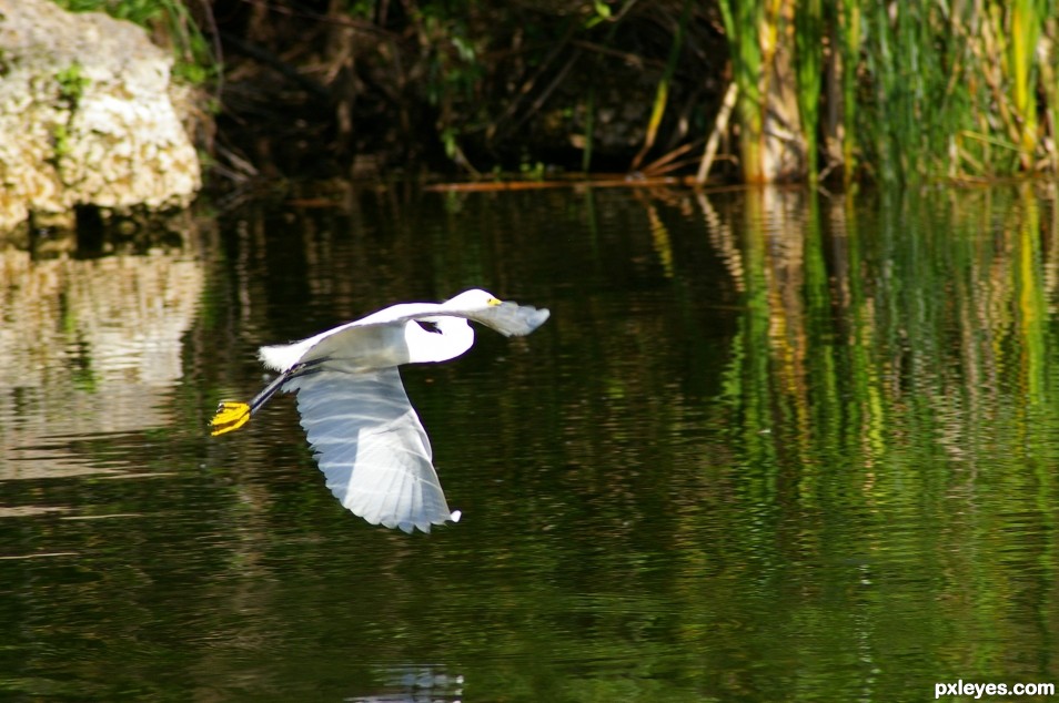 Egret over the water