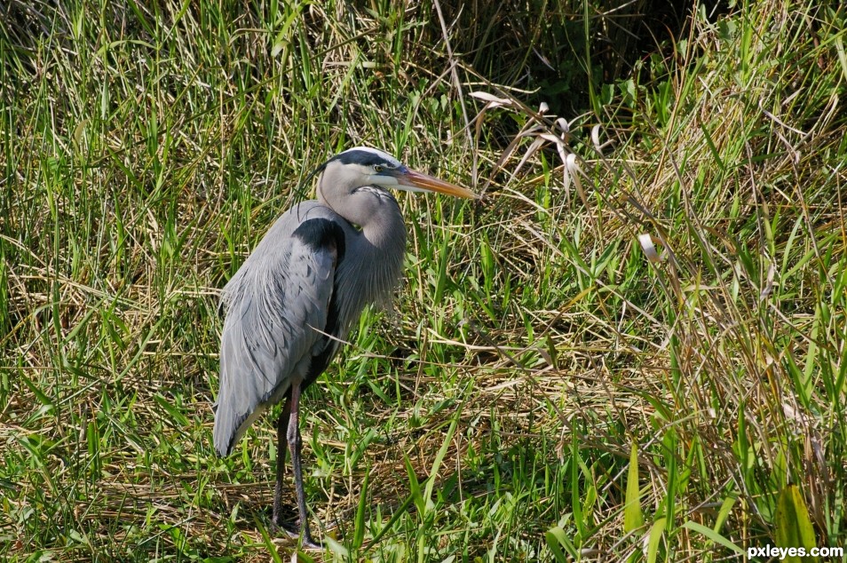 Great Blue