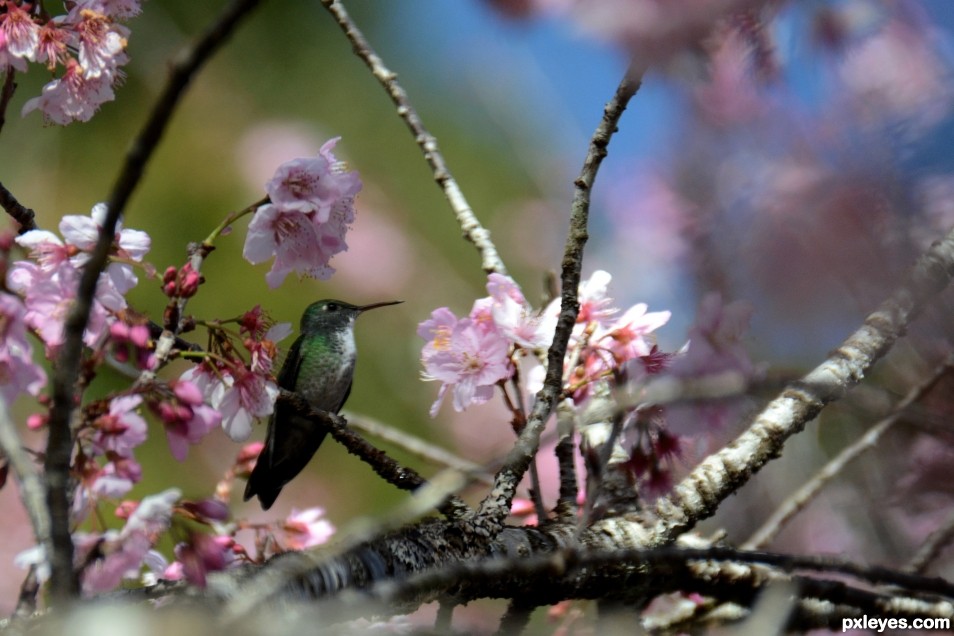 A tired hummingbird...