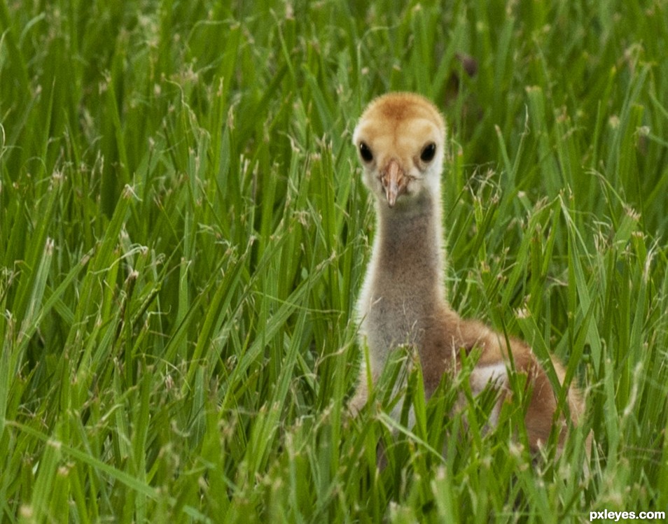 Ever cut the grass ?