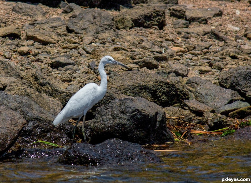 Ibis