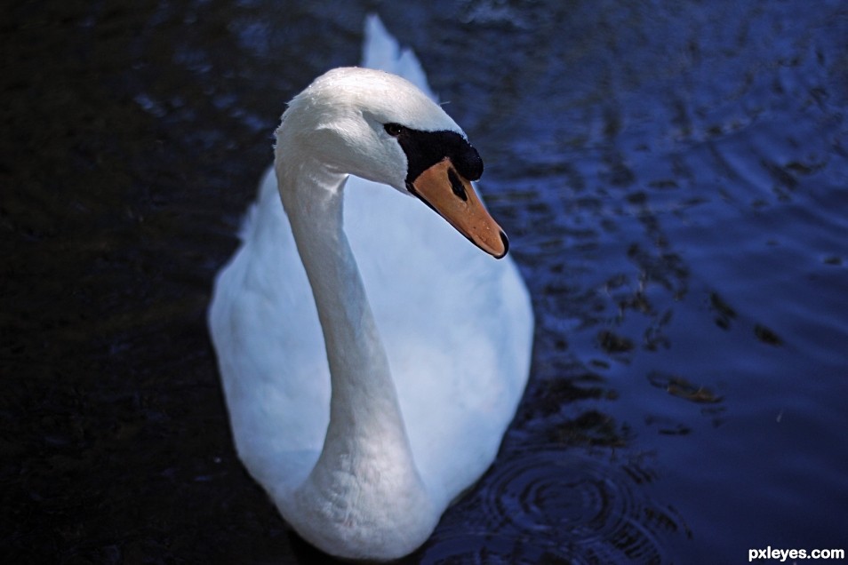 Hi, Im Swan. And you are?