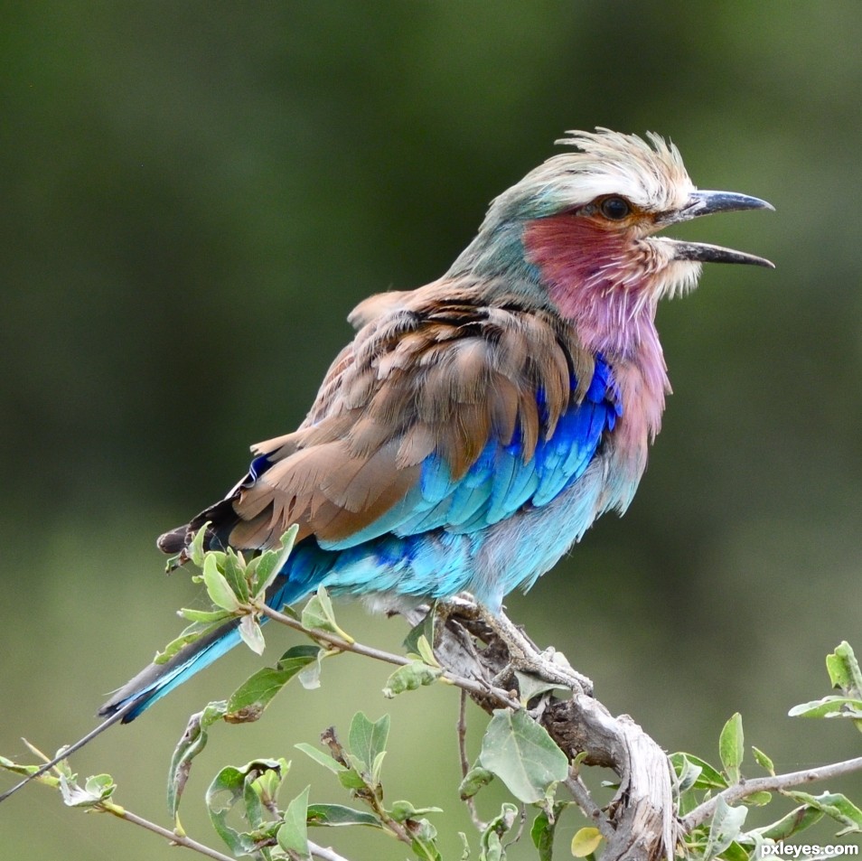 Lilac breasted Roller photoshop picture)