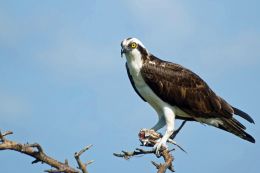 An Osprey