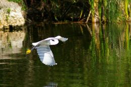 Egret over the water