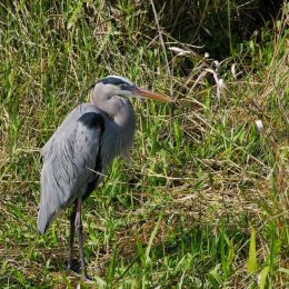 GreatBlue